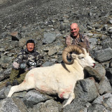 Dall sheep Alaska.jpg