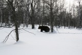 Bear Kamchatka Russia (15).jpg