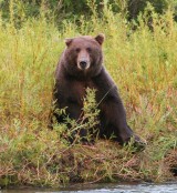 Bear Kamchatka Russia (12).jpg