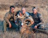 Armenian mouflon-77-cm-good (3 rank in SCI).jpg